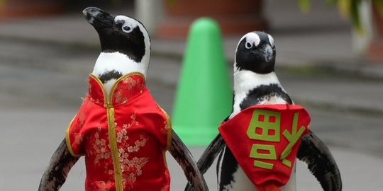 7 Hewan Ini Jauh Lebih Setia Dari Manusia Bawa Cinta Sampai