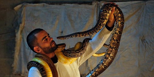 Aksi pria Palestina bersama ular-ular yang mengerikan