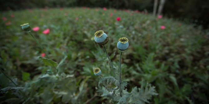 Mengunjungi ladang opium andalan kartel Meksiko