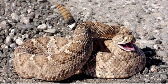 [Video] Mengapa ular masih bisa mematok meski kepalanya terputus?
