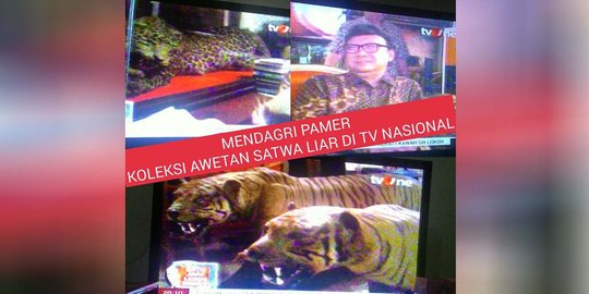 Ogah berpolemik, Menteri Tjahjo serahkan harimau diawetkan ke BSKD