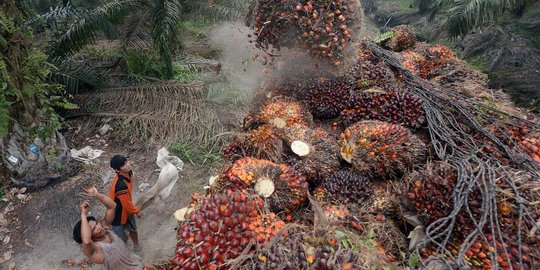 Pungutan dana kelapa sawit USD 50 per ton bakal digugat ke MA