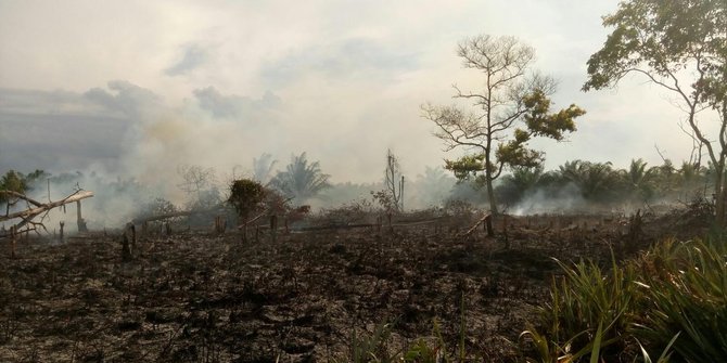 Ini lahan di Dumai yang ludes terbakar gara-gara puntung rokok