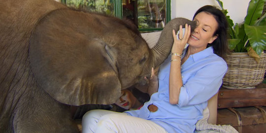 Diselamatkan dari maut, anak gajah ini ogah lepas dari 'ibunya'