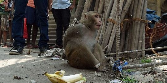 Sering ganggu manusia, monyet di India dipenjara