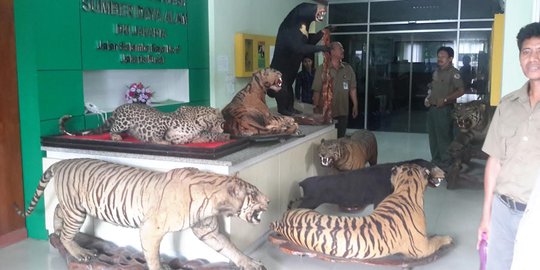 Mendagri serahkan koleksi harimau dan macan diawetkan ke BKSDA DKI