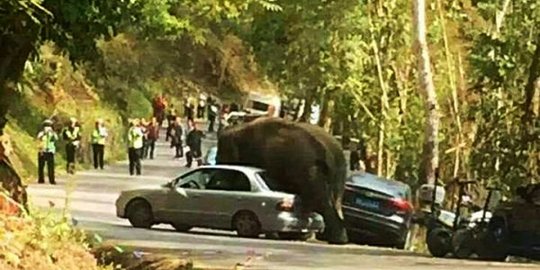 15 Mobil ini dirusak oleh gajah galau karena patah hati