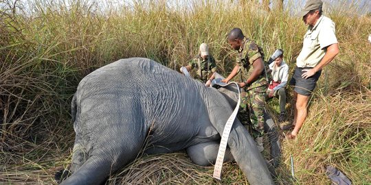 Jaga populasi, gajah-gajah di Kongo dipasangi GPS