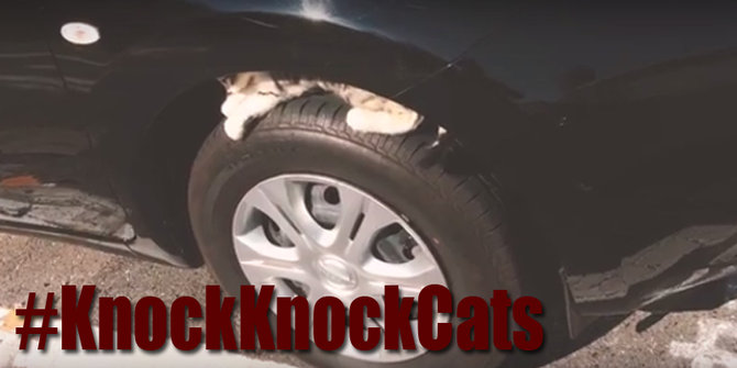 Nissan kampanyekan #KnockKnockCats untuk kepedulian pada kucing