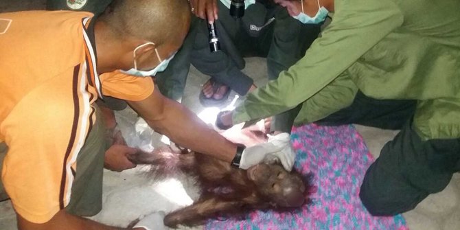 Orang utan dengan luka di kepala dirawat di yayasan Kukar