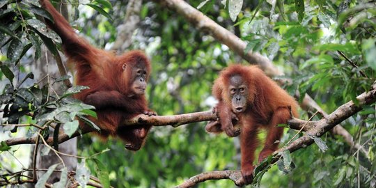 Keceriaan orang utan di Aceh dikembalikan ke alam liar