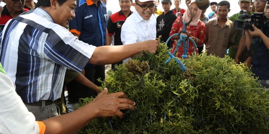 Asosiasi tolak rencana Menteri Susi larang ekspor rumput laut