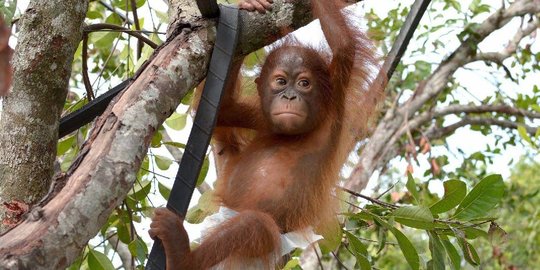 Lepas dari belenggu warga, Kejora kini kembali ceria