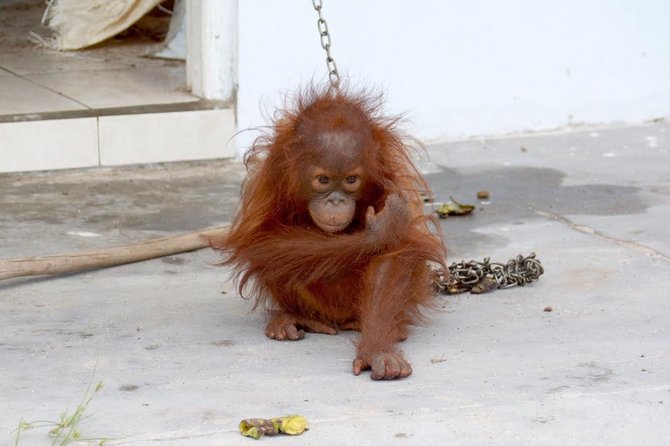 bayi orangutan