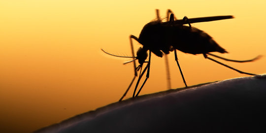 7 Tips mudah melindungi diri dari serangan nyamuk