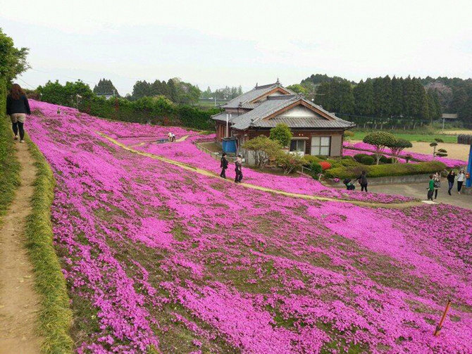 taman shibazakuran milik pasangan kuroki