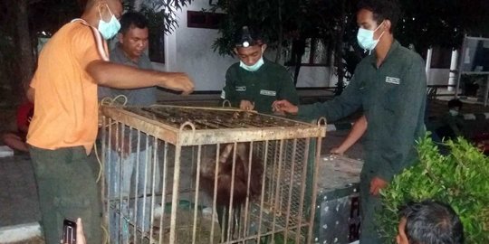 Orang utan yang luka di kepala masih di karantina yayasan BOS