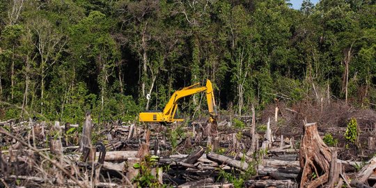 BPDP kelapa sawit siapkan Rp 90 miliar beri beasiswa ke anak petani