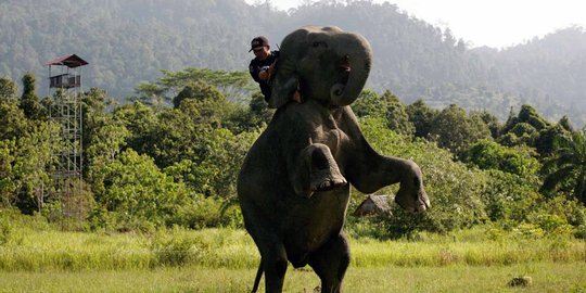 Gajah Sumatera ditemukan tewas di Aceh Tengah