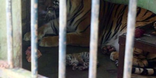 Penghuni baru Medan Zoo bayi Harimau Sumatera diberi nama Benar