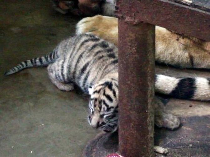 harimau sumatera lahir di medan zoo