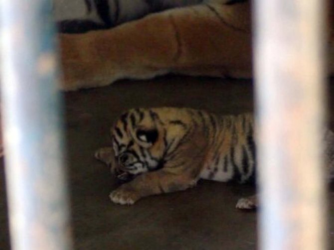 harimau sumatera lahir di medan zoo