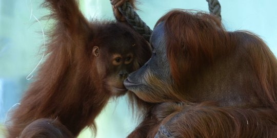 Warga bakar lahan, 3 orangutan tewas terpanggang di Bontang Kaltim