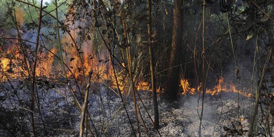 PT BMH menang lawan Kementerian LHK, Kejagung bakal ajukan gugatan