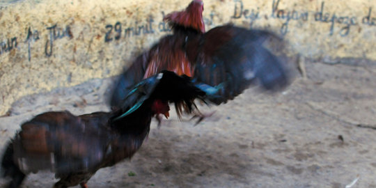 Sabung ayam di Bali bakal diatur dengan Perda