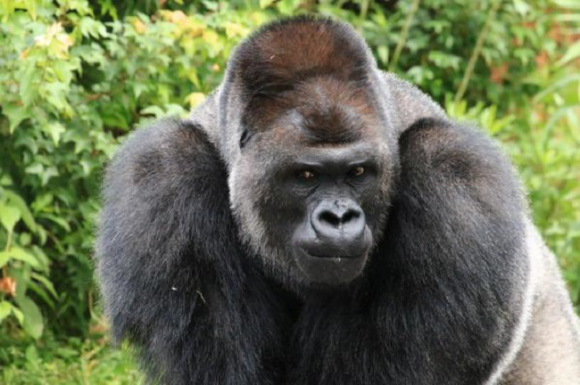 shabani si gorila ganteng