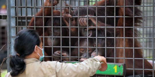 4 tahun dipelihara warga, bayi orang utan akhirnya disita petugas