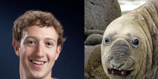 facebook disebut mirip anjing laut rev1