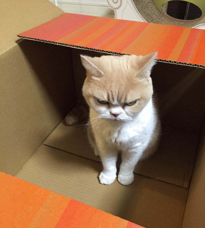 koyuki kucing galak saingan grumpy cat