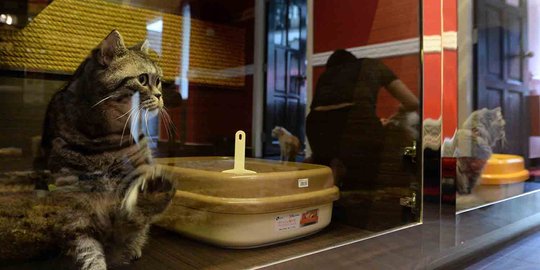 Mengunjungi hotel kucing super mewah di Singapura