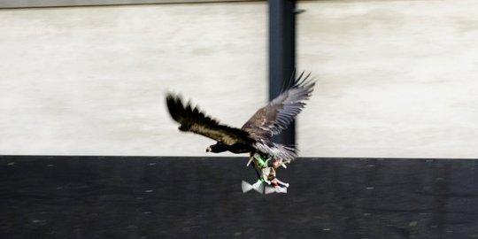 Bukan dengan senjata, basmi drone nakal dengan burung elang