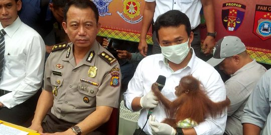 Dua bayi orang utan di Riau tewas diduga ditembak