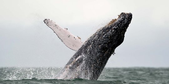 Punya 10 jenis paus, NTT didorong kembangkan wisata laut