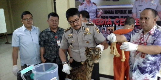 Perdagangan kulit dan tulang Harimau Sumatera terbongkar