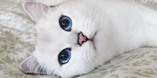 Coby, selebriti internet yang pukau 295 ribu orang dengan mata biru