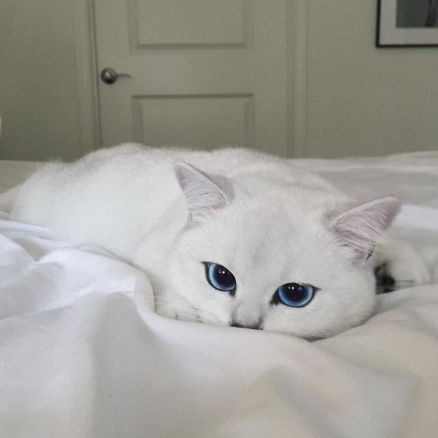 coby kucing bermata biru yang jadi selebriti instagram