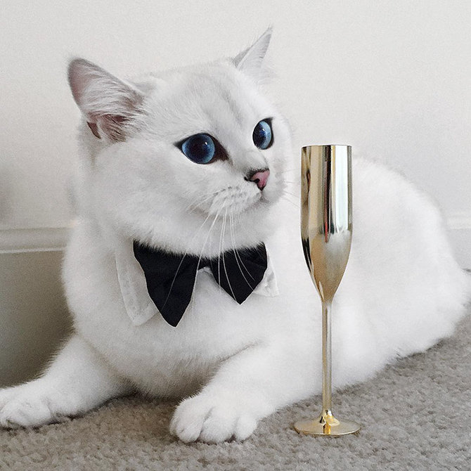 coby kucing bermata biru yang jadi selebriti instagram