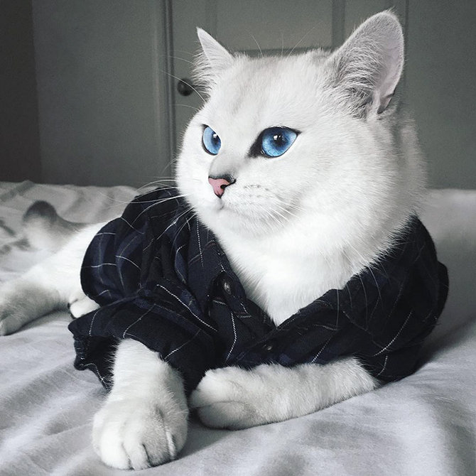 coby kucing bermata biru yang jadi selebriti instagram