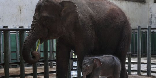 Gajah keluar hutan, 4 keluarga diungsikan