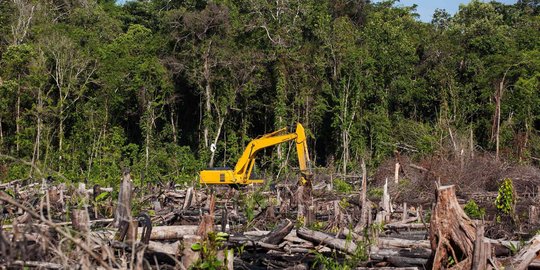 Dalam satu bulan, dana pungutan kelapa sawit capai Rp 1 triliun