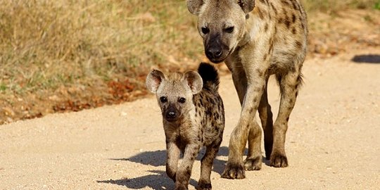 19+ Hewan hyena release