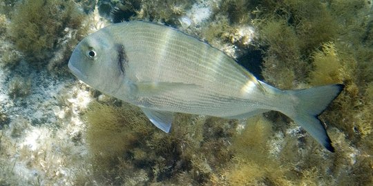 5 hewan ini ternyata anut 'aliran' transgender