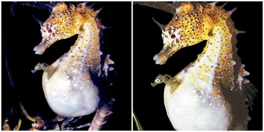 5 hewan ini ternyata anut 'aliran' transgender