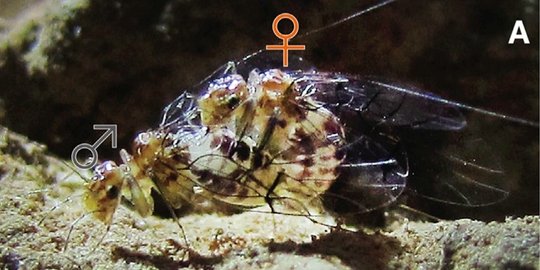 5 hewan ini ternyata anut 'aliran' transgender