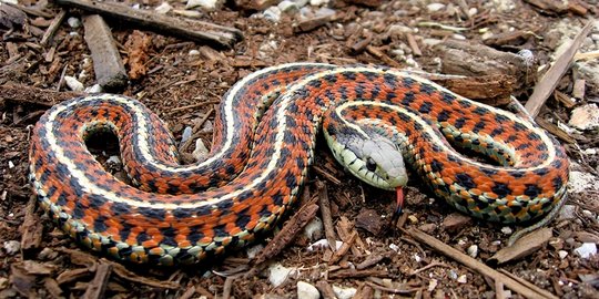 5 hewan ini ternyata anut 'aliran' transgender