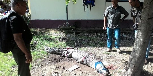 Bikin resah warga, seekor buaya muara di Kupang ditangkap